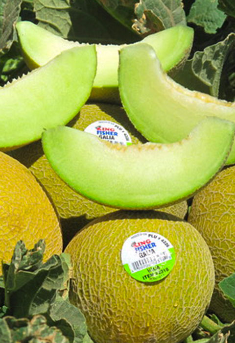 Honeydew melon slices and whole melons in a field.