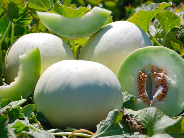 Honeydew melons shown sliced and whole in a field.