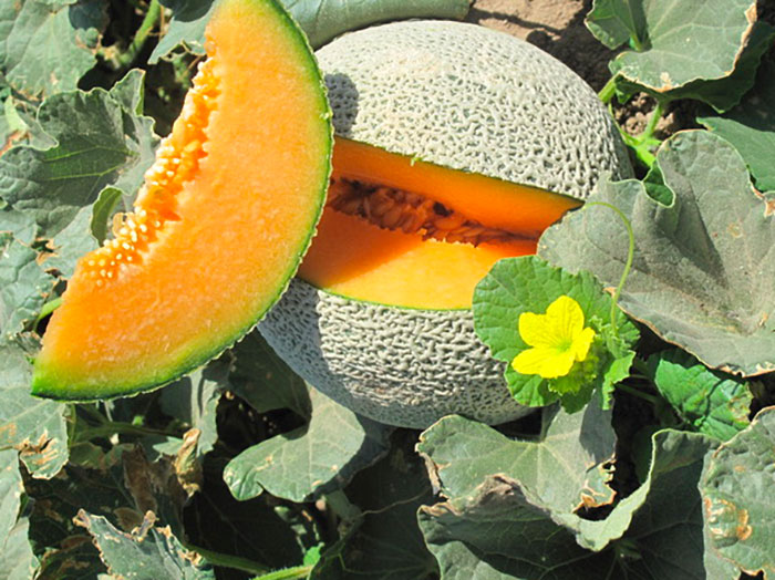A cantaloupe with a slice out of it shown in a field with a yellow flower next to it.
